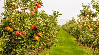 Pomi fructiferi-plantare-ingrijire-soiuri