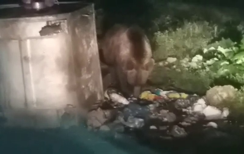 VIDEO/ Turist atacat de un urs în cort, pe Valea Cerbului, din Bucegi