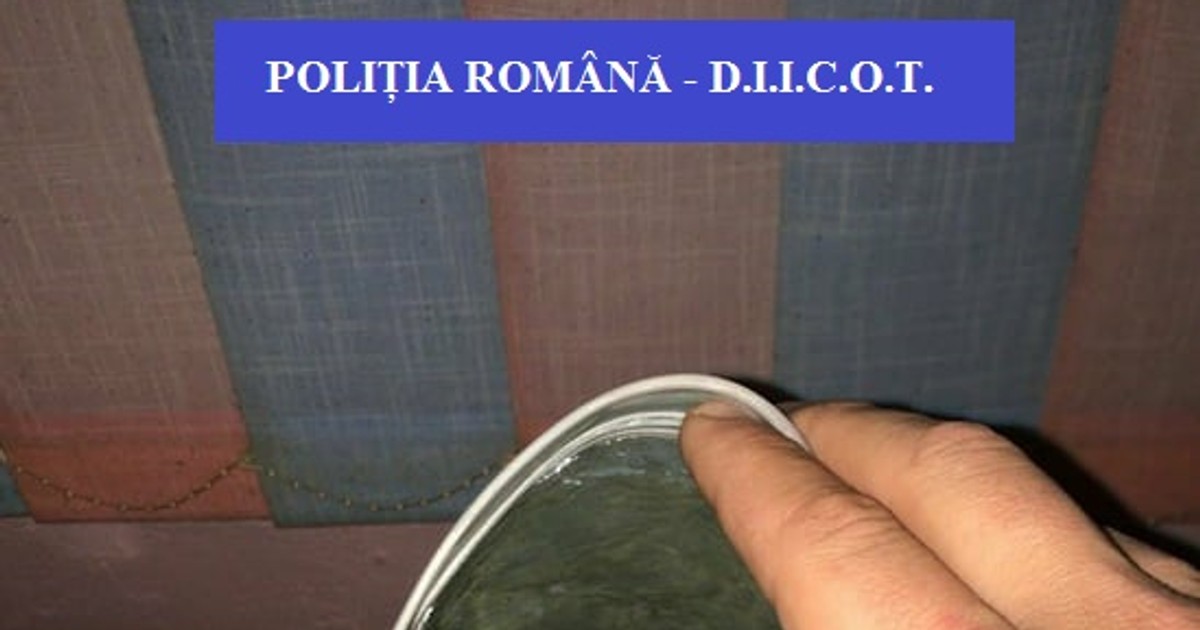 Un tânăr din Bihor cultiva cannabis în propria locuință
