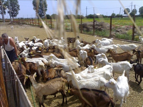 Arhiva foto