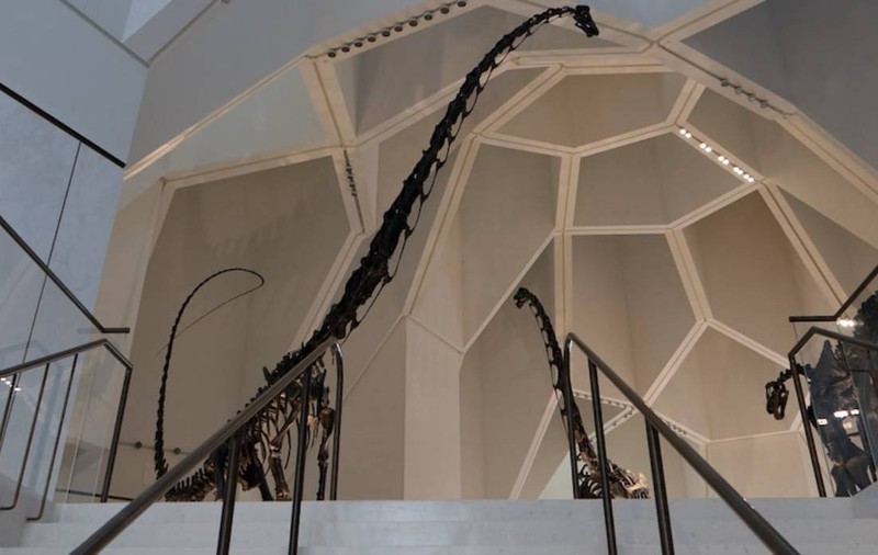 Premieră mondială la Muzeul de Istorie Naturală Abu Dhabi: doi T. rex surprinși în luptă și o balenă albastră uriașă, în cea mai spectaculoasă expoziție din lume | VIDEO