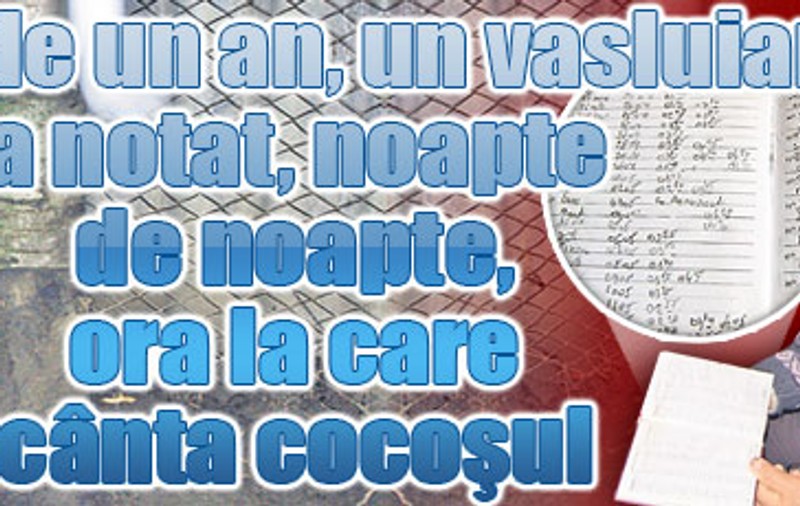 Timp de un an, un vasluian a notat, noapte de noapte, ora la care cânta cocoşul