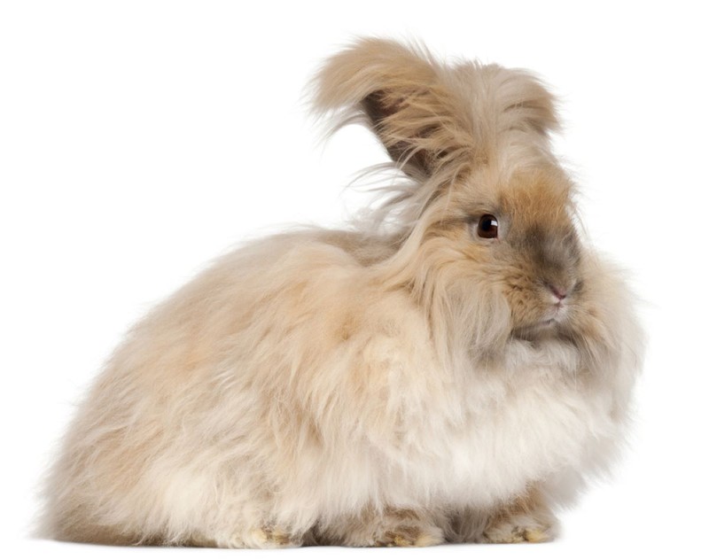 Iepurele ca animal de companie - Rase de iepuri Angora