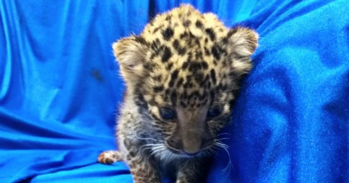 Pui de leopard, găsit într-un bagaj de mână pe un aeroport din India