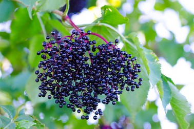 Fructe de soc negru