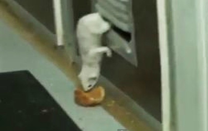 Ce hoaţă neîndemânatică! Uite ce face o nevăstuică înfometată | VIDEO