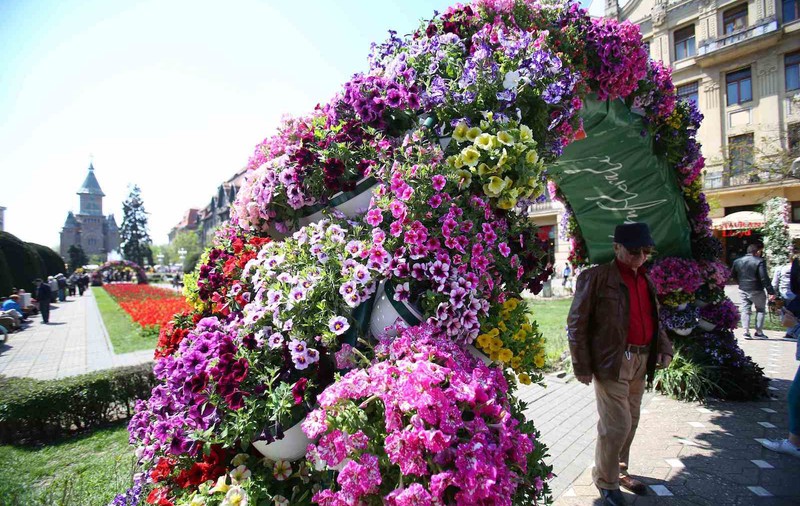 A început Festivalul Florilor la Timișoara. Primăria a cheltuit 200.000 de euro
