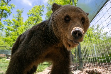Roxi este ultima ursoaică ajunsă la Zărnești. A fost plimbată pe plajă pentru poze cu turiștii, apoi a stat 12 ani într-o cușcă betonată dintr-o grădină zoologică