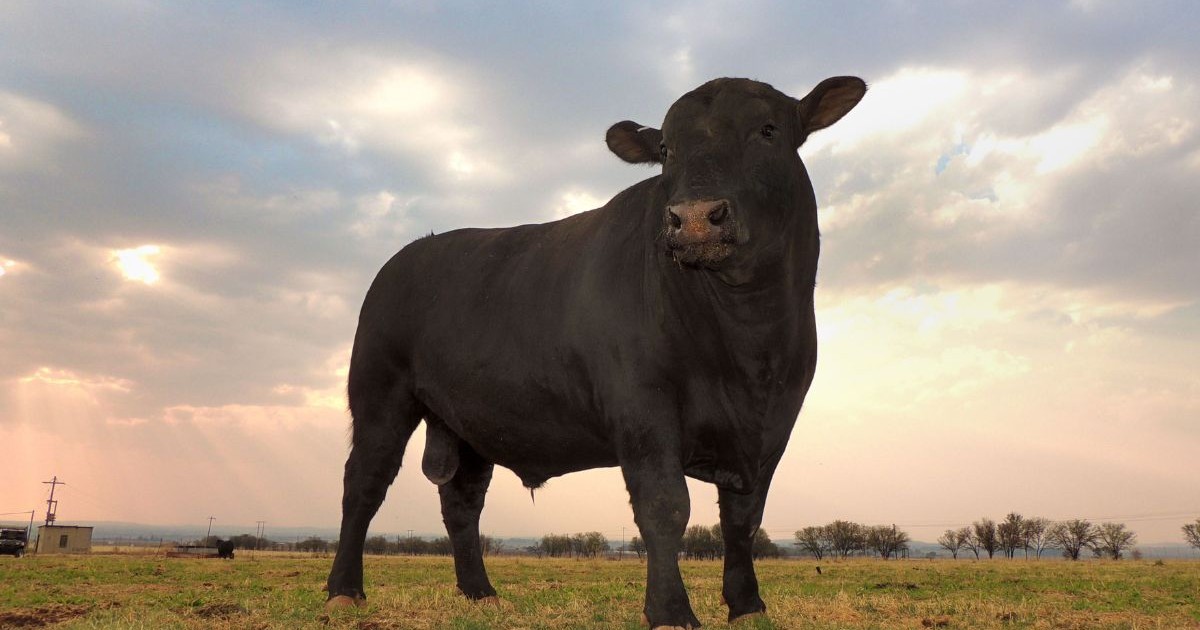 taur negru din rasa Angus, pe un câmp gol, cu cerul înnorat deasupra