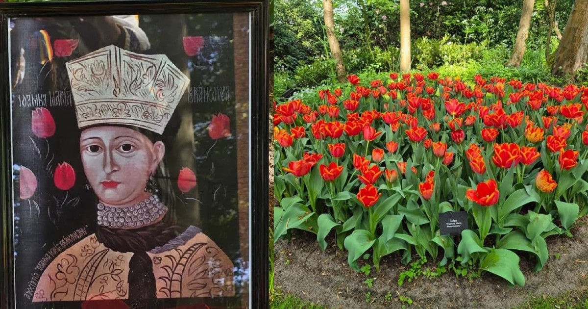 Un tablou care o înfățișează pe Doamna Maria Brâncoveanu// Un rond de flori cu lalele roșii