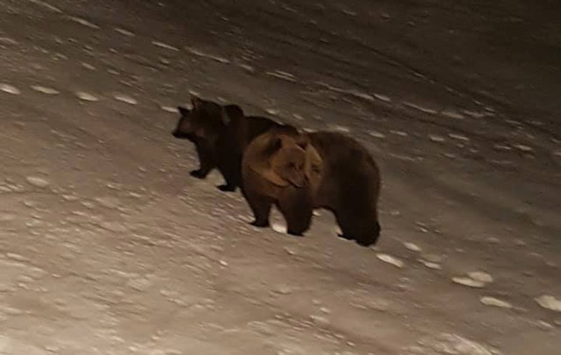Urșii s-au jucat în zăpadă la Bâlea Lac. Imagini idilice, surprinse de un alpinist amator