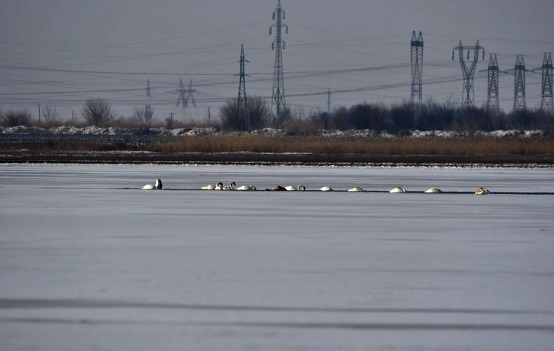 Lacul Sărat din Brăila a înghețat bocnă. Lebedele mai au doar o fâșie mică de apă pentru refugiu