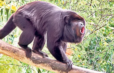 Arhiva foto