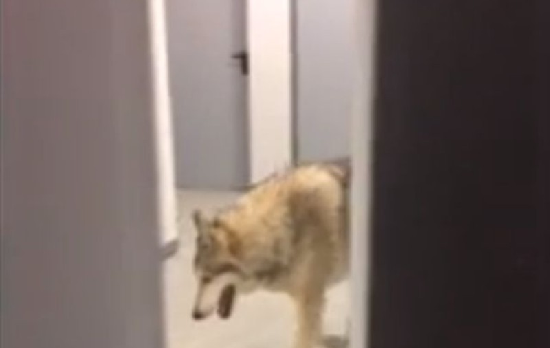 Farsa anului! Cum a ajuns un lup pe holurile unui hotel din Soci | VIDEO