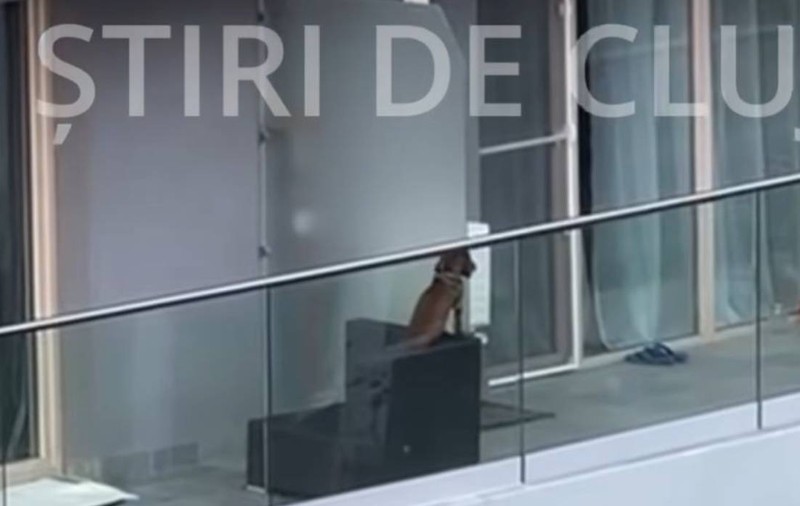 Imaginile care au revoltat Clujul: un cățel părăsit pe balcon suferă din cauza căldurii, dar nimeni nu intervine | VIDEO