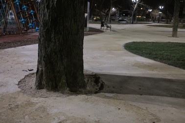Un strat extrem de dur a fost turnat până la rădăcina copacilor. Foto: Vlad Chirea