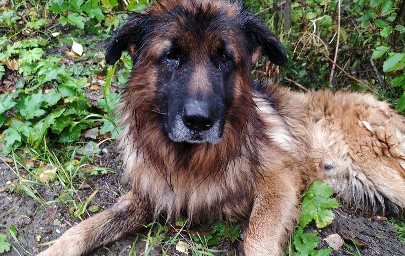 Cazul emoționant al câinelui care a rămas în viață, după ce stăpânii i-au făcut injecția letală și l-au îngropat de viu în pădure