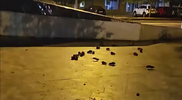 Șobolani pe un trotuar din București