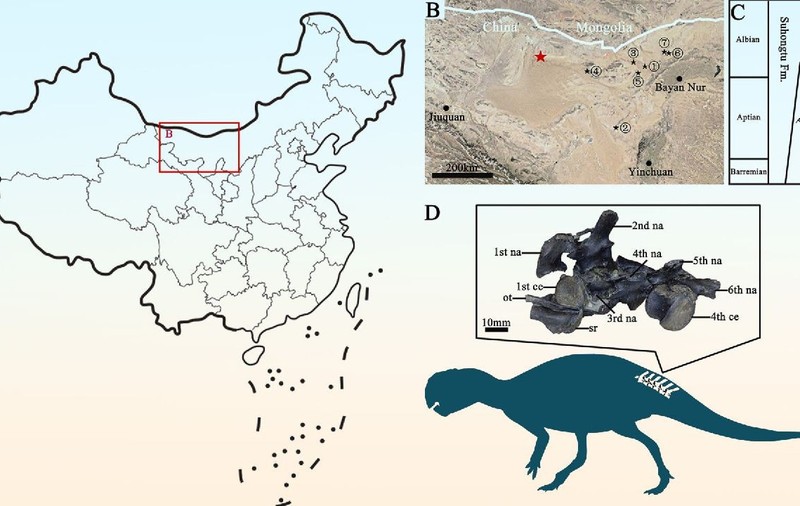 Fosila 208GPV01 din Formațiunea Bayan Gobi din bazinul Yin'gen-Ejinaqi, China. Foto: Li et al ., doi: 10.1016/j.hisbio.2026.100044.