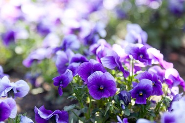 Violete - flori de primăvară