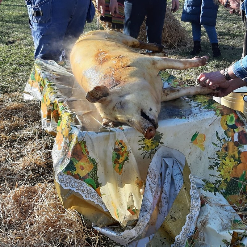 Sacrificatea porcului este un obicei și în Republica Moldova