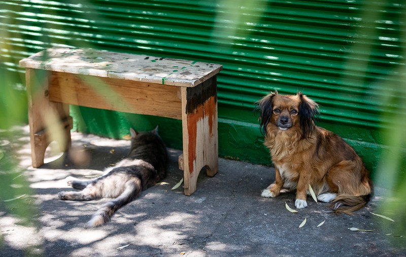 Sterilizare și microcipare gratuită pentru 10.000 de câini și pisici fără pedigree din București