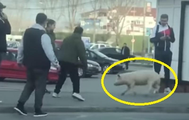 VIDEO | Un porc a fugit pe stradă în centrul orașului Alba Iulia. Cum a ajuns acolo