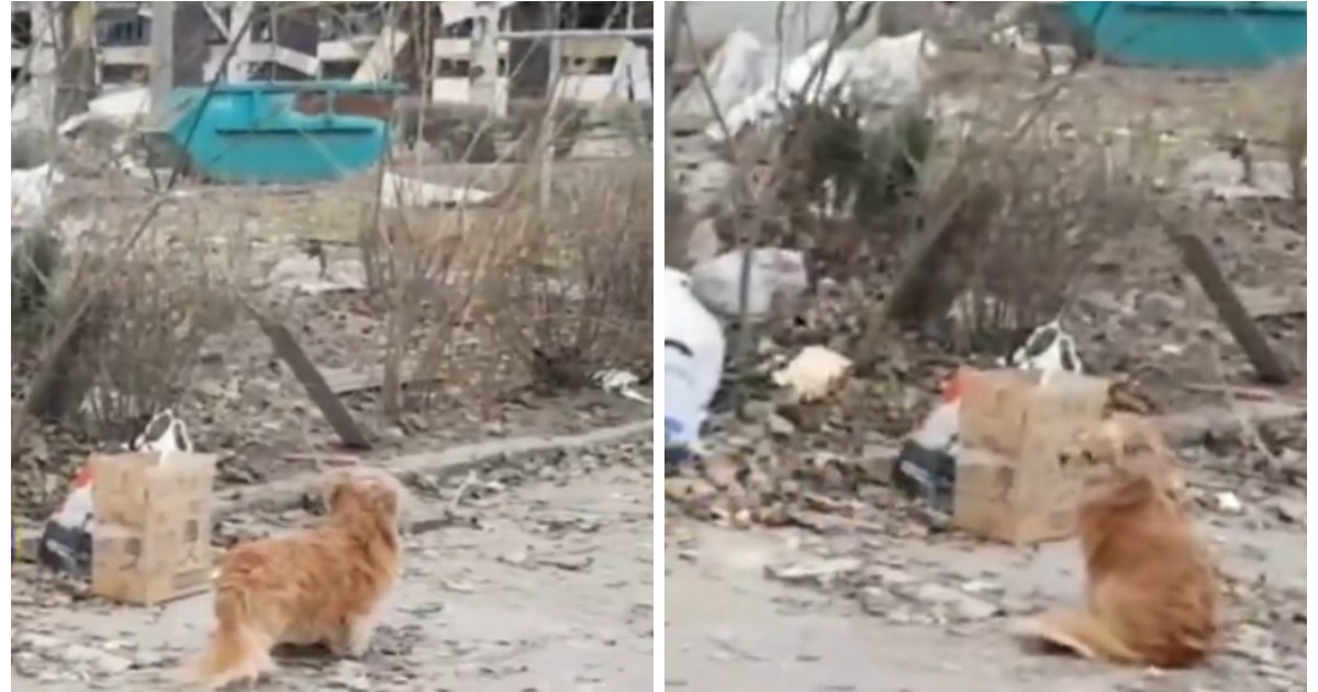 Câinele care refuză să își părăsească stăpânul mort în urma atacului rusesc cu rachete la Zaporojie