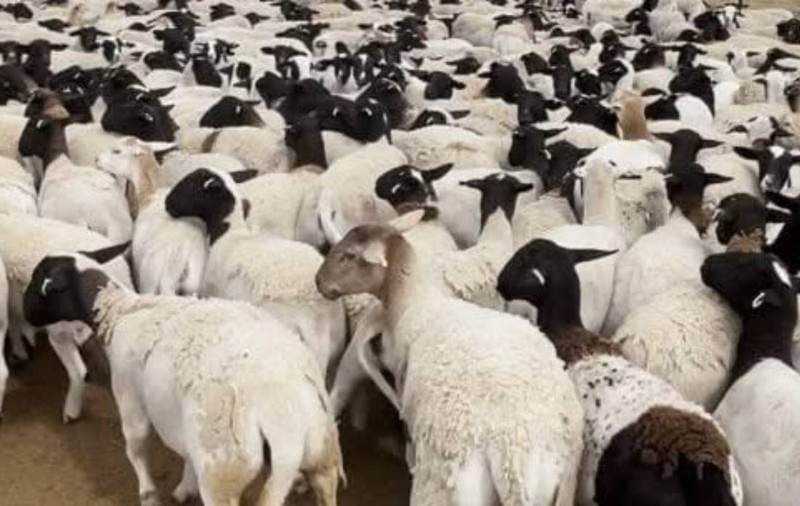 5.500 de oi de peste 1,7 milioane de dolari au dispărut dintr-o fermă din Australia. Poliția caută urmele turmei uriașe