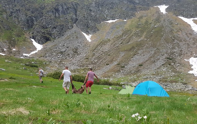 EXCLUSIV/ România, paradis al vânătorii de capre negre. Costă și 10.000 de euro să ucizi un exemplar