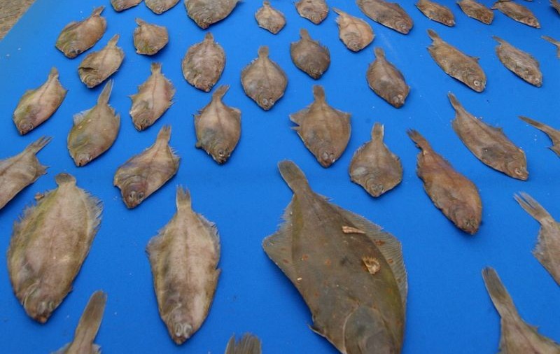 Doi români prinşi cu 245 de kilograme de calcan în Bulgaria
