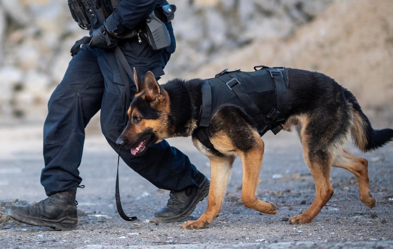 Un câine polițist a doborât la pământ un român care încerca să fugă după ce a spart o casă