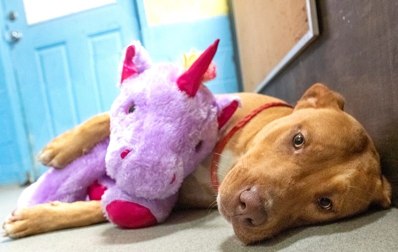 Un câine fără stăpân din SUA a primit cadou un unicorn de pluș, după ce l-a furat de cinci ori dintr-un magazin