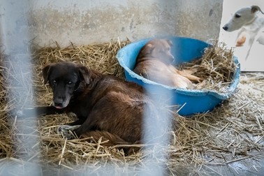 Câinele bătrân, cafeniu, tremură încontinuu după ce a fost sterilizat