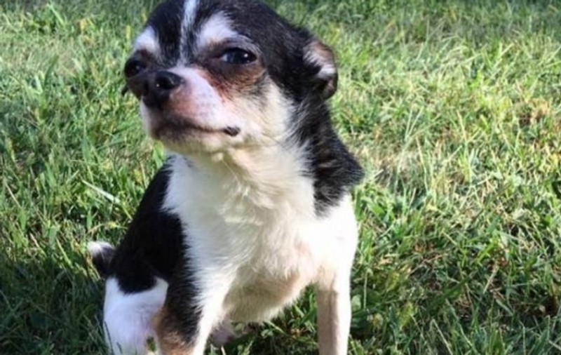 Un câine chihuahua și-a mâncat fostul stăpân. Motivul pentru care a făcut acest lucru a fost dezvăluit de actuala proprietară