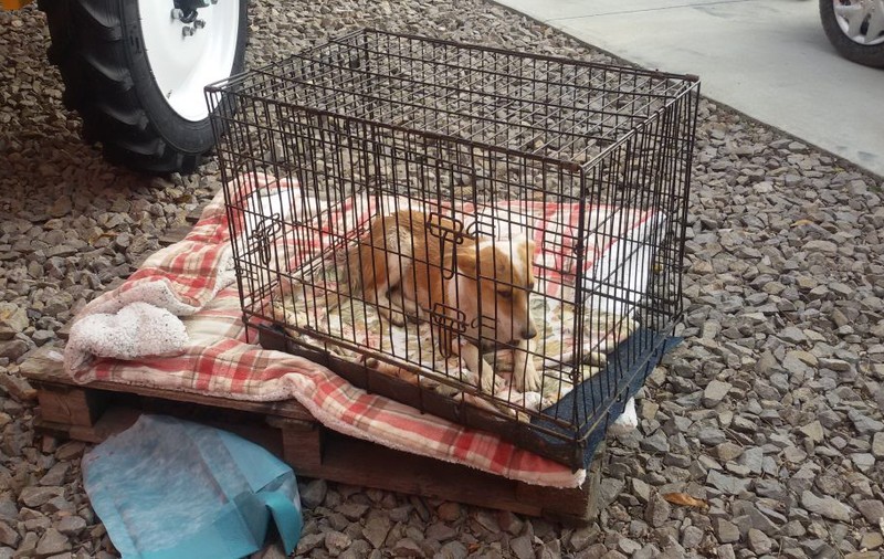 Torturarea sau uciderea animalelor de către stăpân ar putea fi pedepsită cu 10 ani de închisoare - proiect
