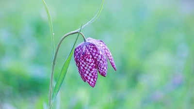Laleaua pestriță - plantare și îngrijire