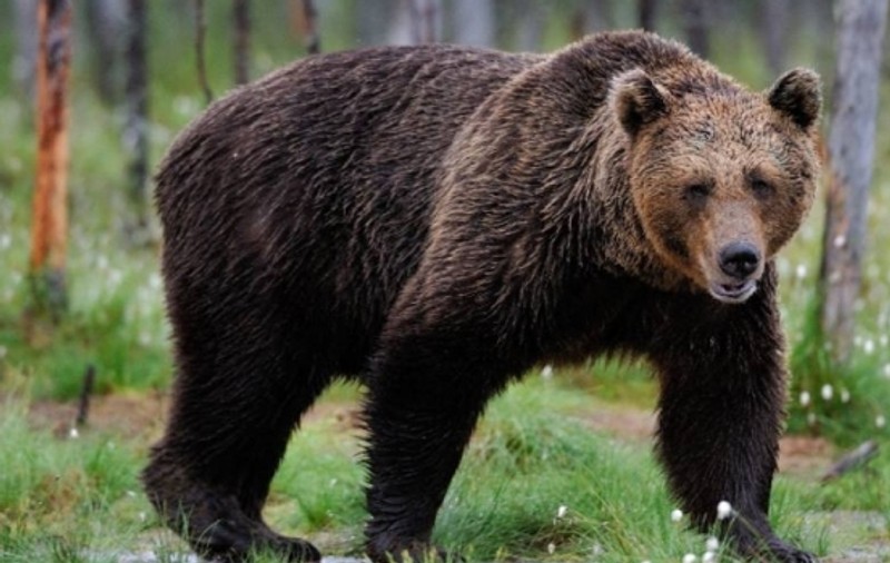 Doi turişti din Noua Zeelandă au fost urmăriţi de un urs în Munţii Ceahlău
