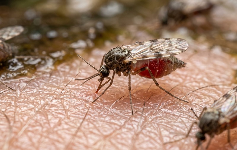 Silvicultorii avertizează împotriva insectelor care sug sânge: „De 100 ori mai rău decât țânțarii” | VIDEO