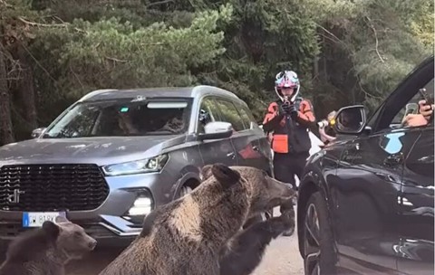 VIDEO Momentul în care un turist este la un pas să fie sfâșiat de o ursoaică, pe Transfăgărășan. Bărbatul a încercat să hrănească animalul pe geam