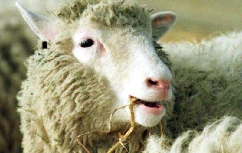 ”Tăticul” lui Dolly, prima oaie clonată din istorie, a murit. Avea 58 de ani