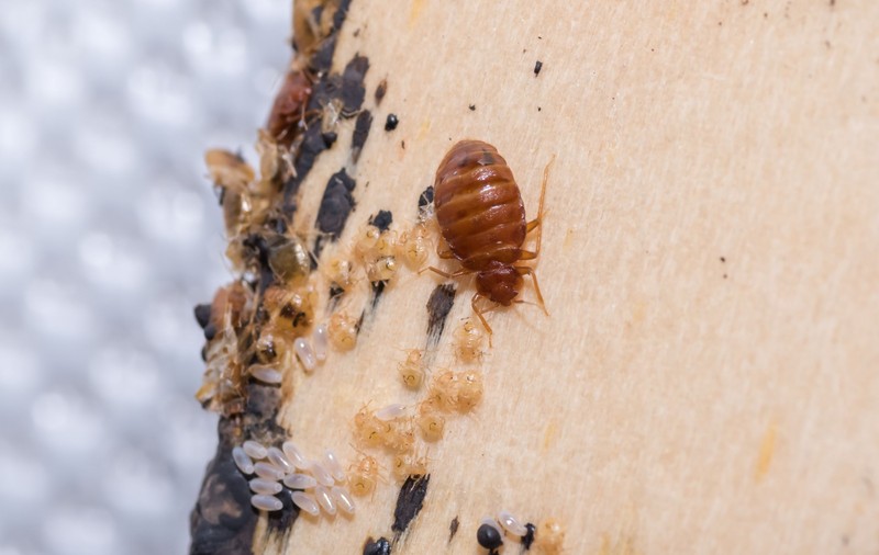 Francezii au linie fierbinte pentru ploșnițe. Parisul a fost invadat de insecte