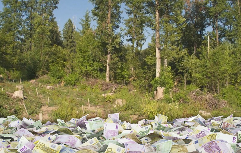 UNDE SE DUC BANII DE MEDIU. Cum a ajuns o tânără de 29 de ani să obțină 2,5 milioane de euro pentru împădurirea unui sit