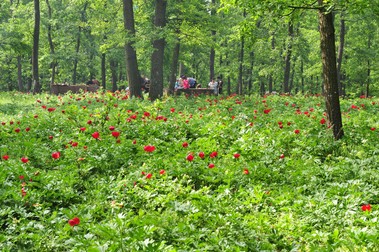 Sărbătoarea Bujorului de pădure, organizată în pădurea de la Plenița. Foto: Agerpres