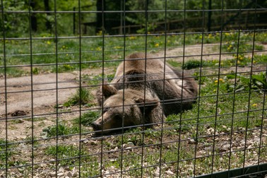 Lui Brigitte îi place să stea pe lângă oameni