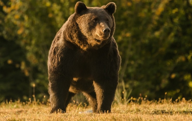 În umbra marelui Arthur. Despre emoțiile care ne mișcă în aceste zile la împușcarea unui urs