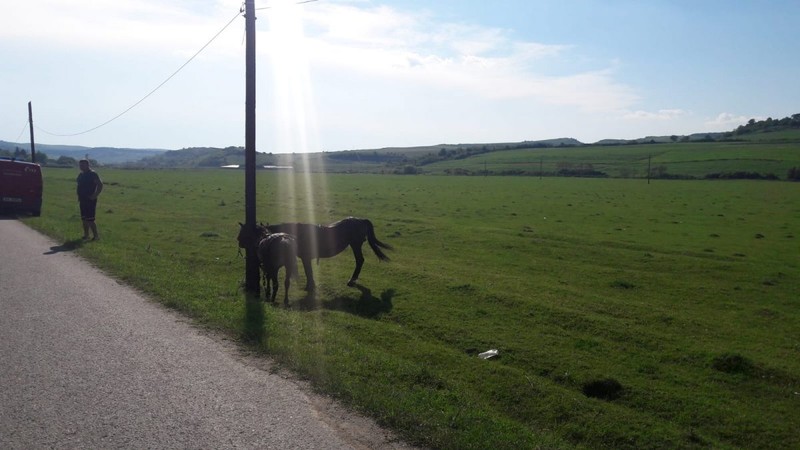 Caii au rămas pe marginea drumului.
