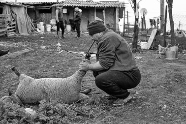 Niculae Chirchiboi umflă un miel abia tăiat