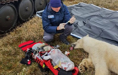 Ursul a fost salvat de veterinari. Foto: TASS