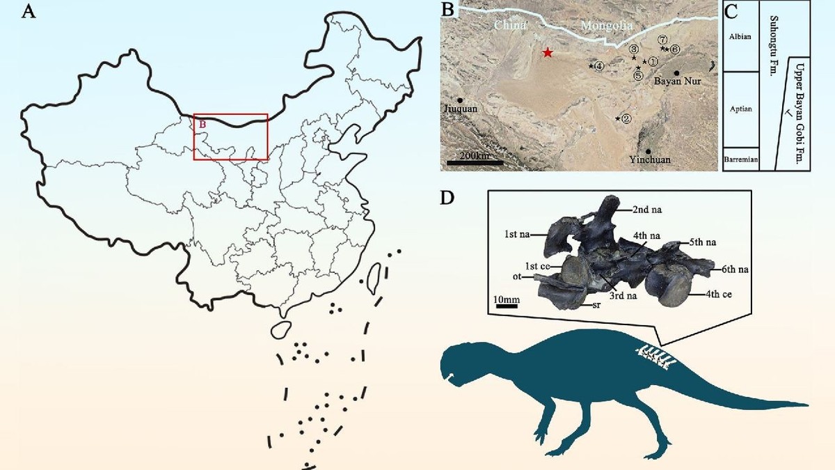 Fosila 208GPV01 din Formațiunea Bayan Gobi din bazinul Yin'gen-Ejinaqi, China. Foto: Li et al ., doi: 10.1016/j.hisbio.2026.100044.
